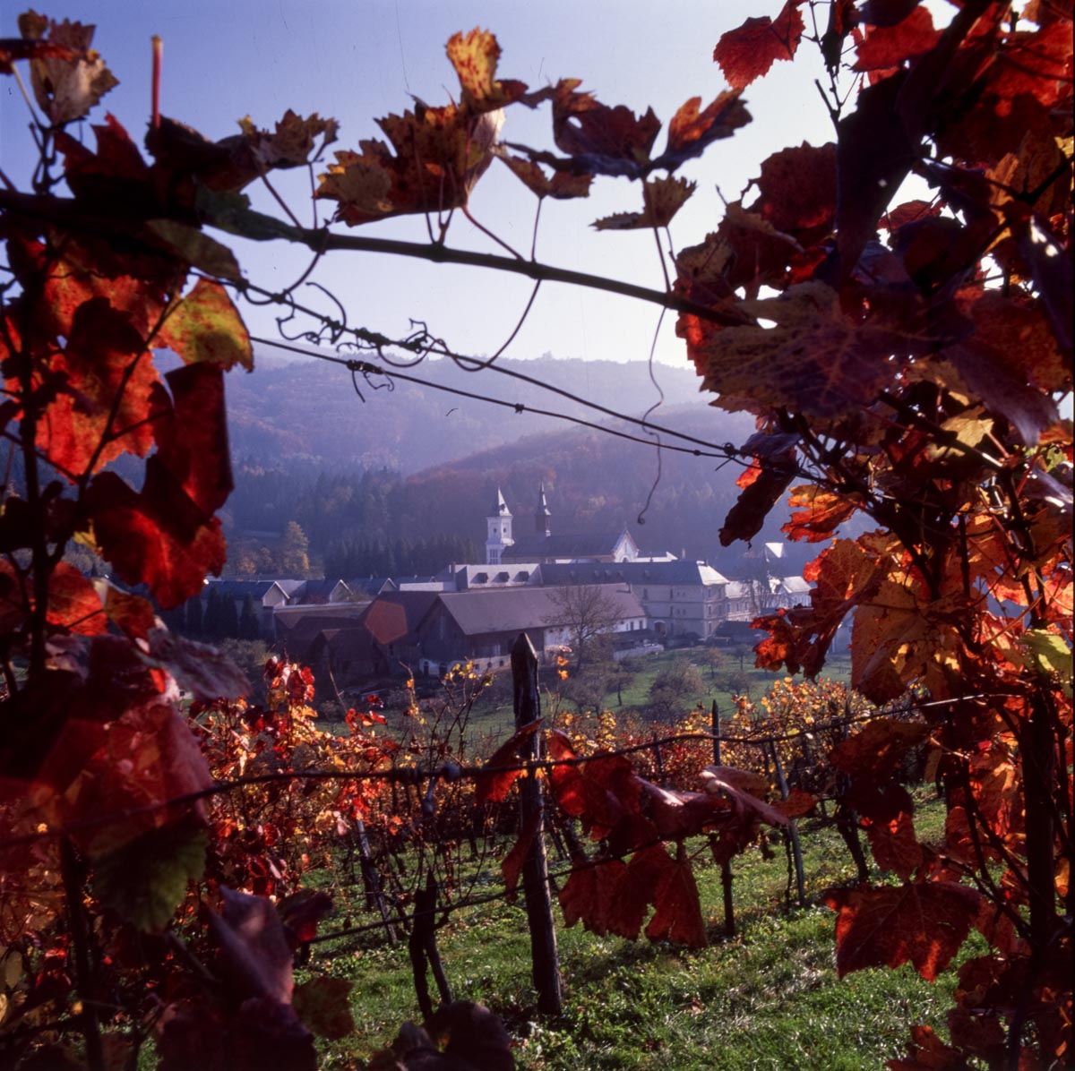 Pleterje through the vines.jpg