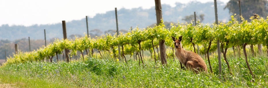 kangaroo-web