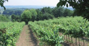 Stift Altenburg Winery-page-001