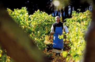 Monk in vineyard
